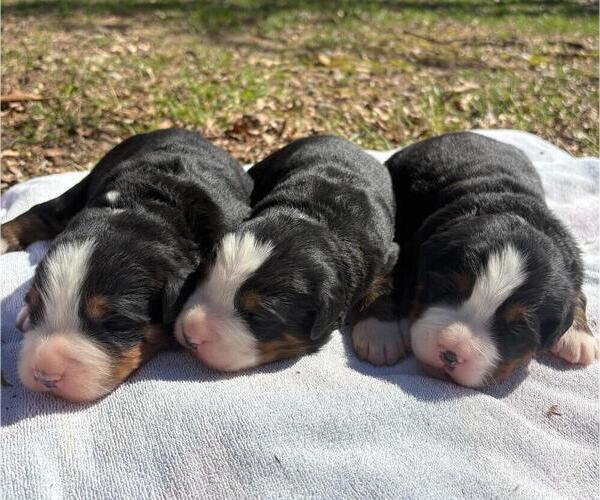 Medium Photo #1 Bernese Mountain Dog Puppy For Sale in NORWOOD, MO, USA