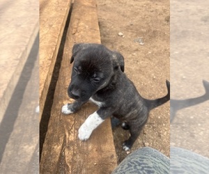 Presa Canario-Siberian Husky Mix Puppy for sale in LARAMIE, WY, USA