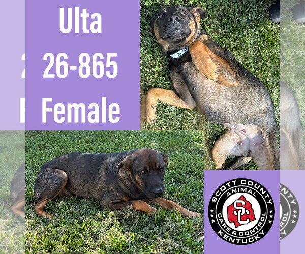 Medium Photo #1 Rottweiler-Unknown Mix Puppy For Sale in Georgetown, KY, USA