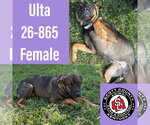 Small Rottweiler Mix