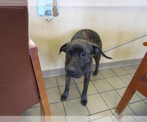 Labrador Retriever-Unknown Mix Dogs for adoption in Ocala, FL, USA