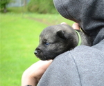 Puppy Garry Norwegian Elkhound