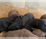 Litter of 12 - Male(s) and Female(s) Labrador RetrieverLitter of Puppies for Sale - Photo #5
