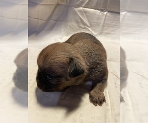 Brussels Griffon Puppy for sale in CHICAGO, IL, USA