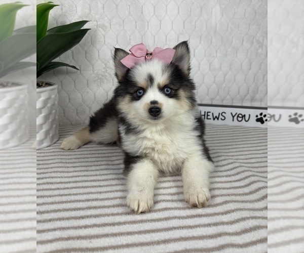 Medium Photo #1 Pomsky Puppy For Sale in GREENFIELD, IN, USA