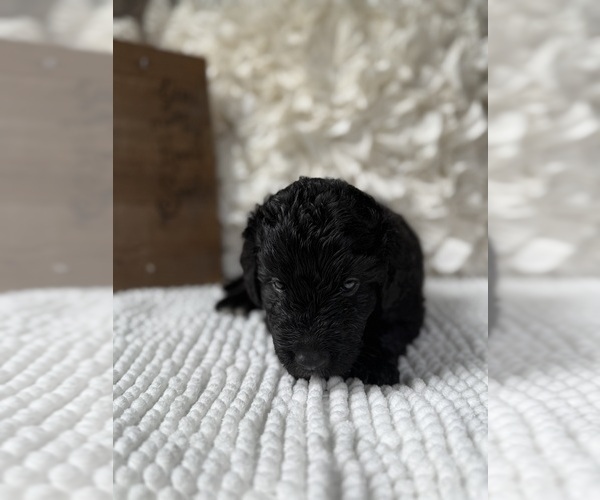 Medium Photo #4 Bernedoodle Puppy For Sale in BELMONT, NC, USA