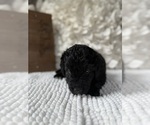 Small #3 Bernedoodle