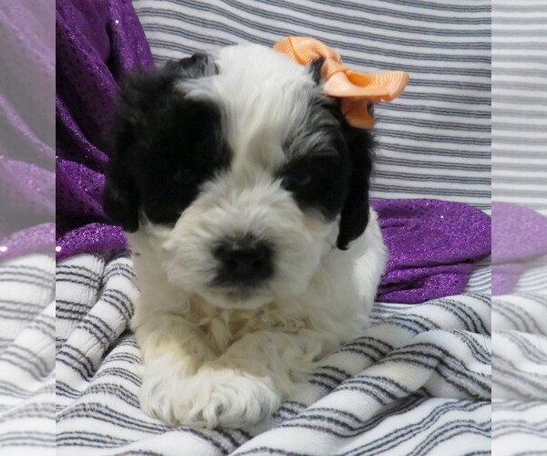 Medium Photo #1 ShihPoo Puppy For Sale in DONGOLA, IL, USA