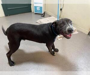 American Pit Bull Terrier-Labrador Retriever Mix Dogs for adoption in Pasadena, CA, USA