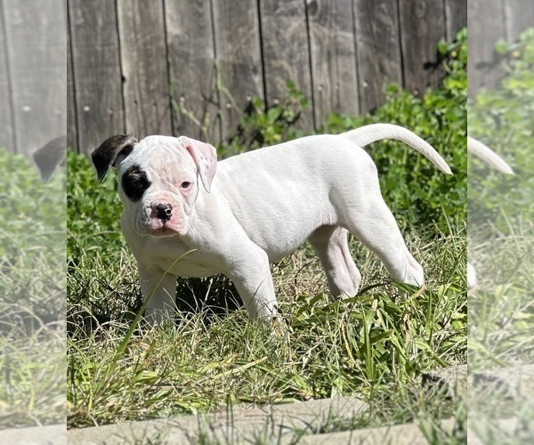 Medium Photo #12 American Bulldog Puppy For Sale in PLUMAS LAKE, CA, USA