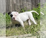 Small Photo #12 American Bulldog Puppy For Sale in PLUMAS LAKE, CA, USA