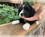 Small Photo #2 Aussiedoodle Miniature  Puppy For Sale in GUTHRIE, OK, USA