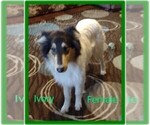 Small Photo #1 Collie Puppy For Sale in KINROSS, IA, USA