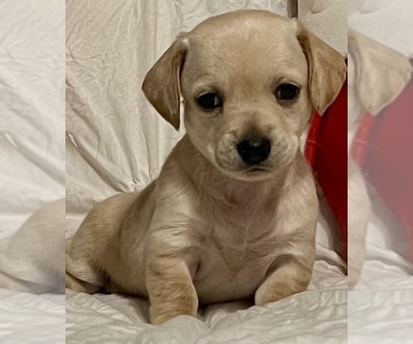 Full screen Photo #2 Chiweenie Puppy For Sale in SPARKS, NV, USA