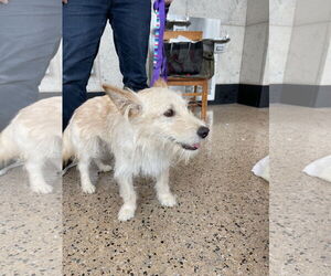 Mutt Dogs for adoption in Bellevue, WA, USA