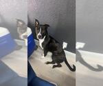 Small American Staffordshire Terrier Mix