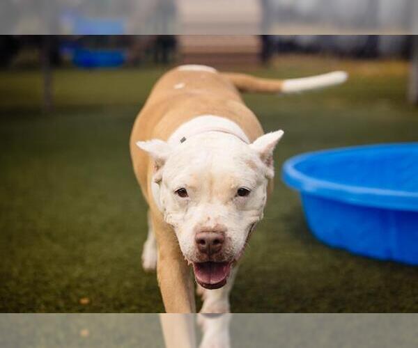 Medium Photo #2 Bullypit Puppy For Sale in Orlando, FL, USA