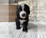 Small #4 Bernedoodle