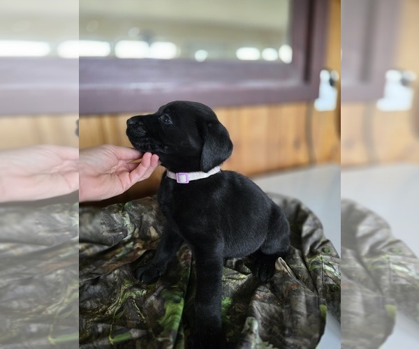 Medium Photo #1 Labrador Retriever Puppy For Sale in APPOMATTOX, VA, USA
