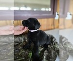 Small Labrador Retriever