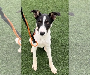 Border Collie Dogs for adoption in Highland, IL, USA
