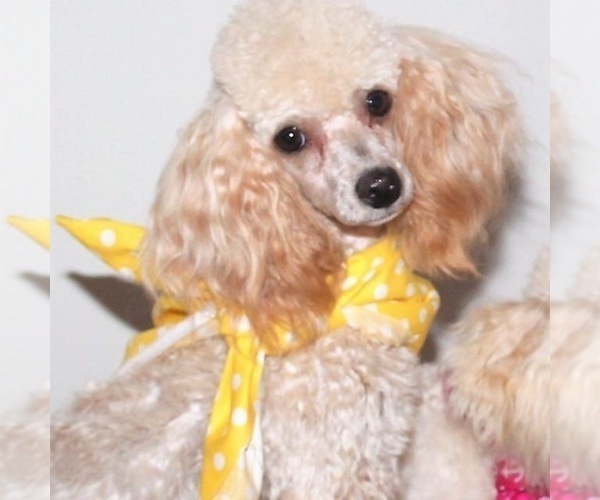 Medium Photo #5 Maltipoo Puppy For Sale in EMIT, NC, USA