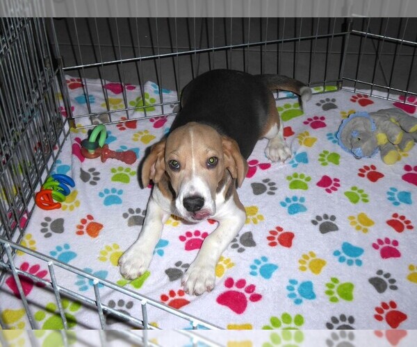 Medium Photo #6 Beagle Puppy For Sale in ORO VALLEY, AZ, USA