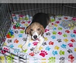 Small #5 Beagle