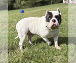 Small American Bulldog Mix