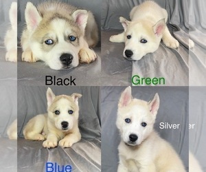 Siberian Husky Puppy for sale in SPRINGFIELD, IL, USA