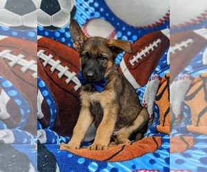 German Shepherd Dog Puppy for sale in ELKTON, MD, USA