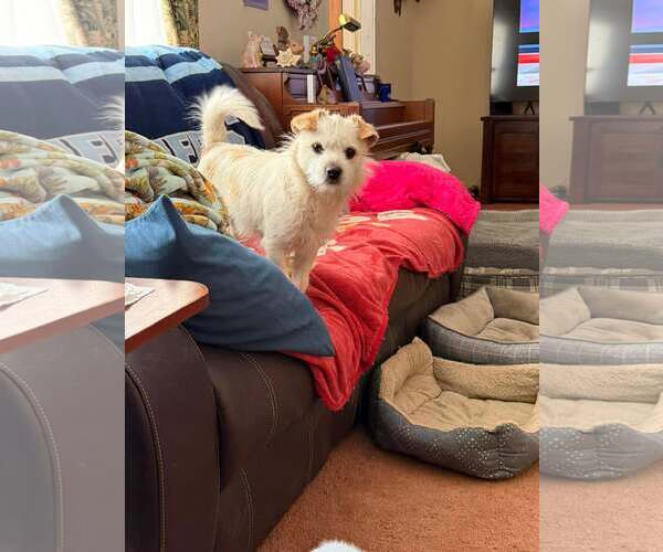 Medium Photo #3 Mutt Puppy For Sale in Spring Lake, NC, USA