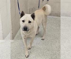 Siberian Husky-Unknown Mix Dogs for adoption in Conroe, TX, USA