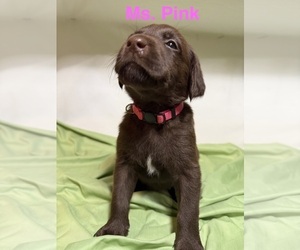 Medium Labrador Retriever