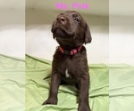 Puppy Ms Pink Labrador Retriever