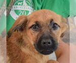 Small #4 German Shepherd Dog Mix