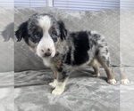 Small #2 Australian Shepherd