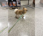 Small #3 Pomeranian