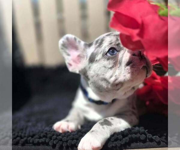 Medium Photo #4 French Bulldog Puppy For Sale in BOSTON, KY, USA