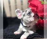 Small #3 French Bulldog