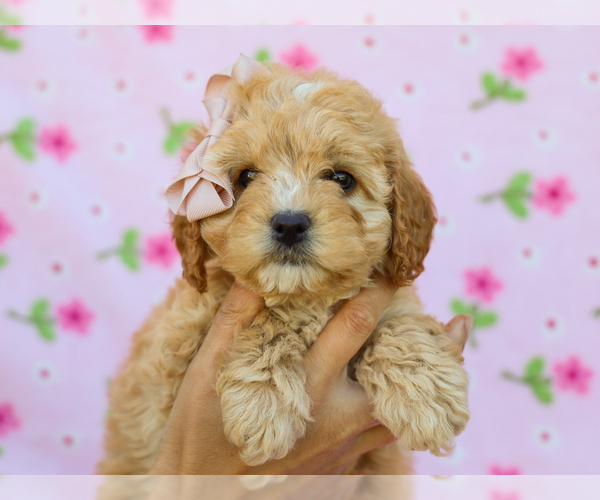 Medium Photo #1 Cavapoo (Miniature) Puppy For Sale in LIBERTY, KY, USA