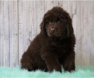 Newfoundland Puppy for sale in FREDERICKSBG, OH, USA