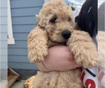 Puppy Marshall Goldendoodle