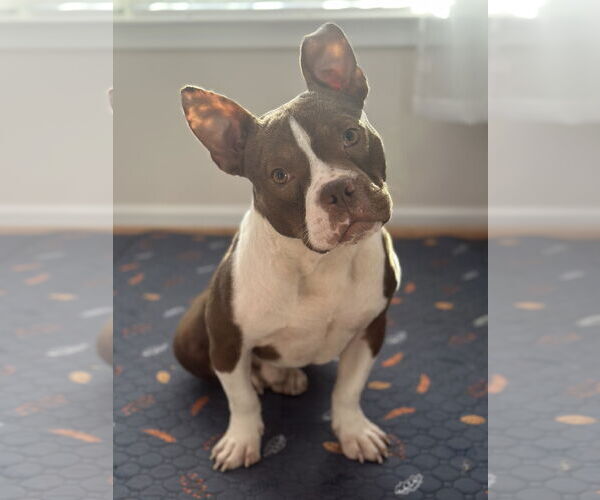 Medium Photo #1 Mutt Puppy For Sale in Greenville, SC, USA