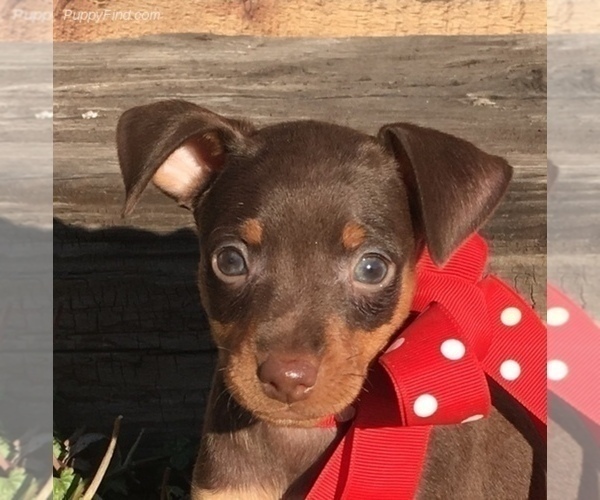 Medium Photo #5 Miniature Pinscher Puppy For Sale in CLAREMORE, OK, USA