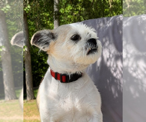 Medium Photo #3 Mutt Puppy For Sale in Thomasville, NC, USA