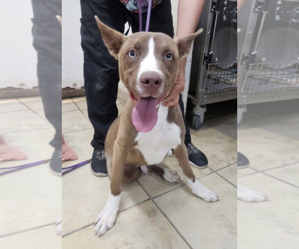 Medium Photo #1 American Pit Bull Terrier-Huskies  Mix Puppy For Sale in El Centro, CA, USA