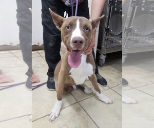 American Pit Bull Terrier-Huskies  Mix Dogs for adoption in El Centro, CA, USA