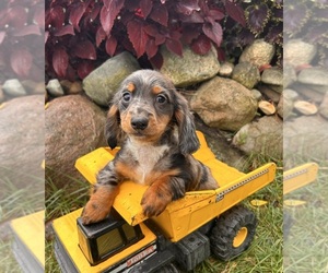 Dachshund Puppy for sale in MIDDLEBURY, IN, USA