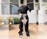 Small #7 Labrador Retriever-Plott Hound Mix